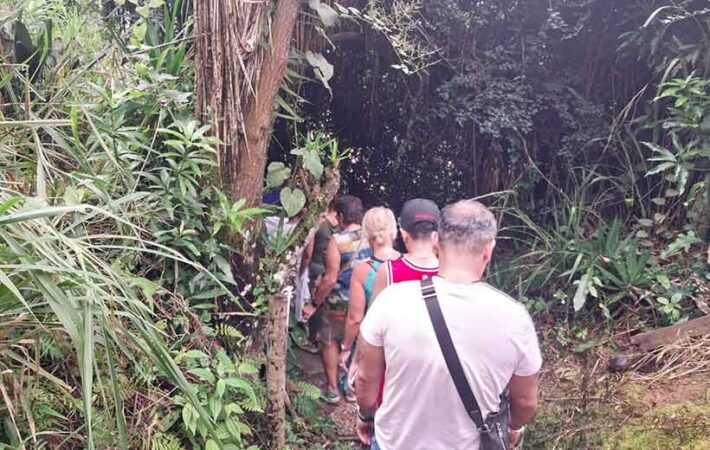 Blue Mountains Coffee Tour St Andrew Jamaica