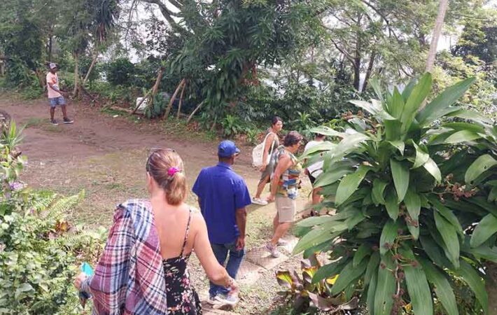 Blue Mountains Coffee Tour St Andrew Jamaica