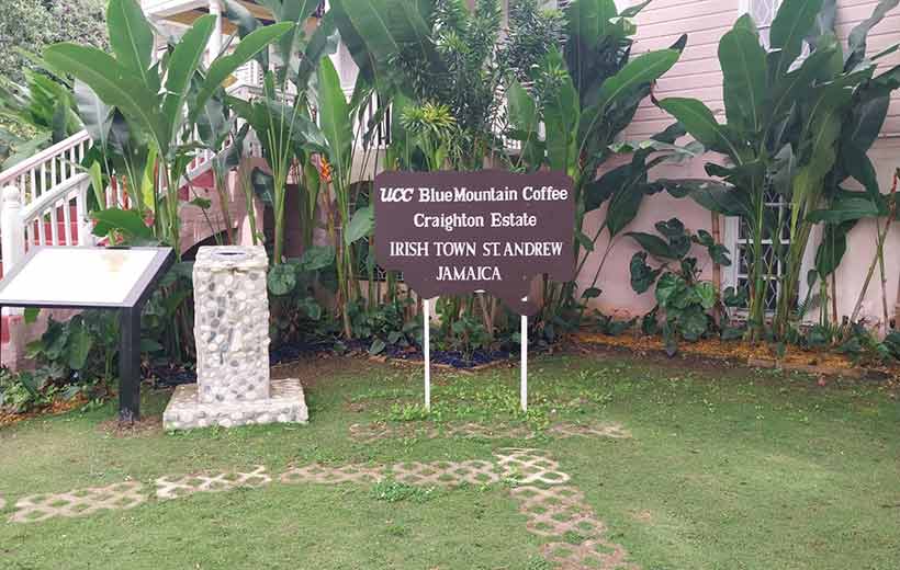 Blue Mountain Coffee Tour